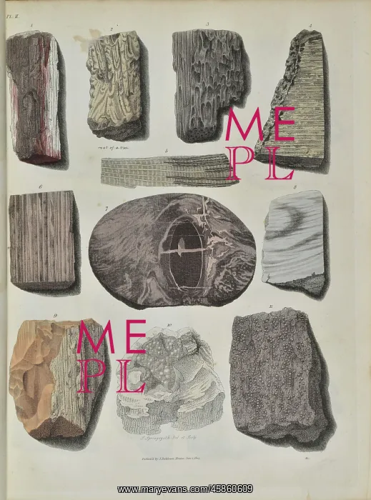 : Remains of fossil plants, mostly trees : Remains of fossil plants, mostly trees