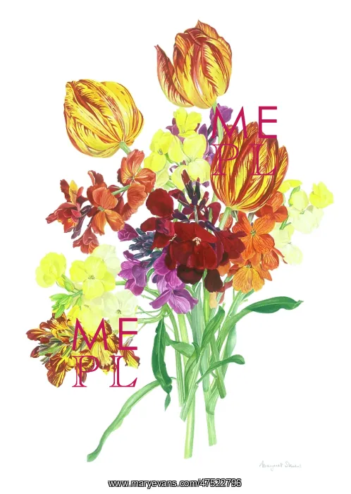  : Rembrandt Tulips and Wallflowers