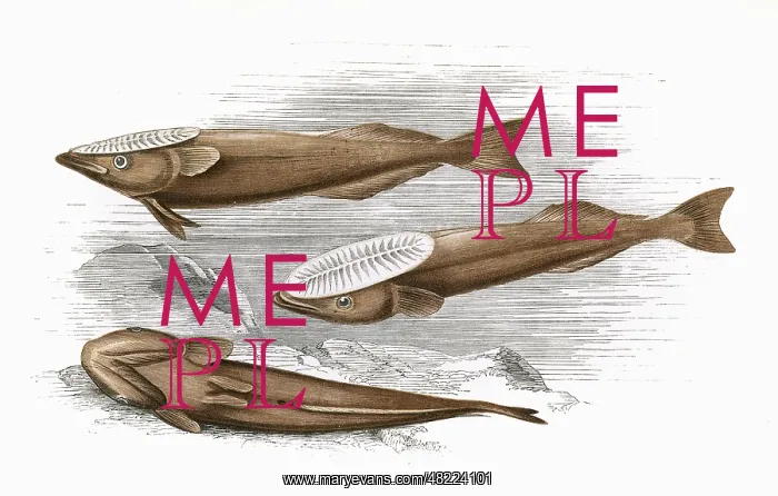 : Remora, or Suckerfish : Remora, or Suckerfish