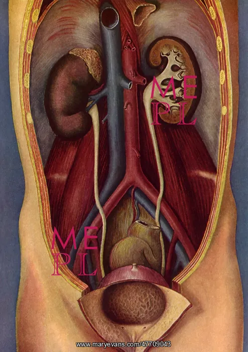  : Renal System