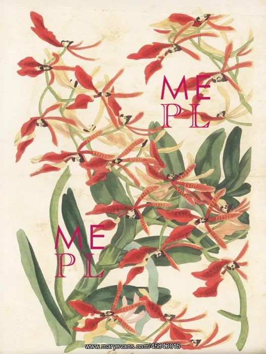 : Renanthera coccinea orchid : Renanthera coccinea orchid