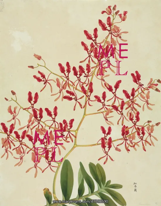 : Renanthera coccinea, orchid : Renanthera coccinea, orchid