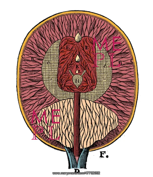 : Rene Descartes, Brain Ventricles, 1664 : Rene Descartes, Brain Ventricles, 1664