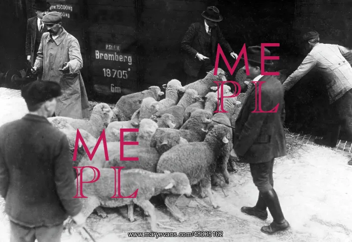 : Reparation delivery of mules in Berlin, 1920 : Reparation delivery of mules in Berlin, 1920