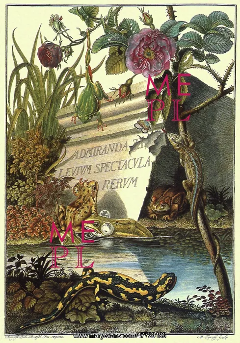 : Several Repiles and Amphibians in a Swamp Scene : Several Repiles and Amphibians in a Swamp Scene