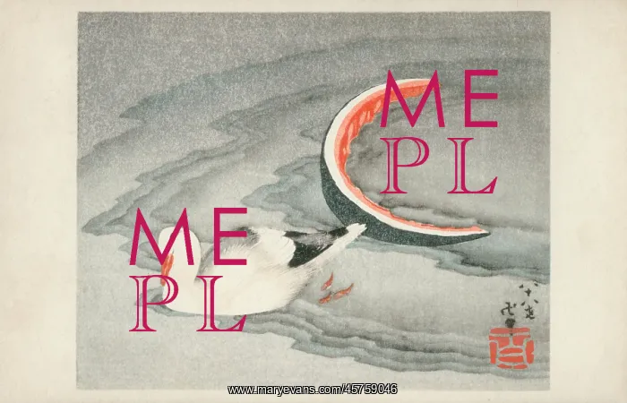 : Replete Seagull on the shore having consumed a Watermelon : Replete Seagull on the shore having consumed a Watermelon