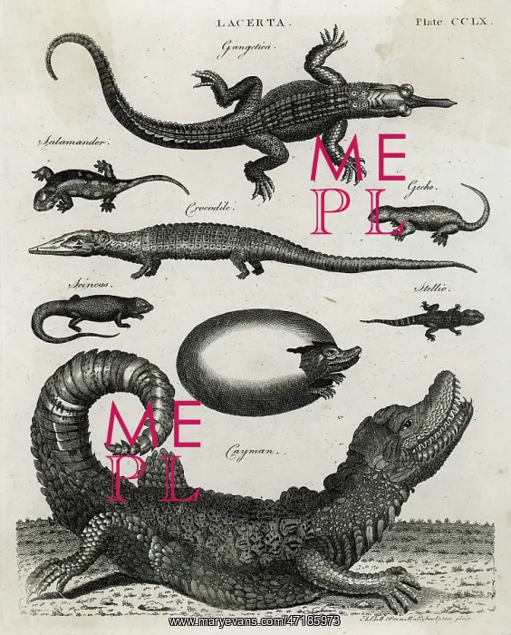 : REPTILE / SALAMANDER : REPTILE / SALAMANDER