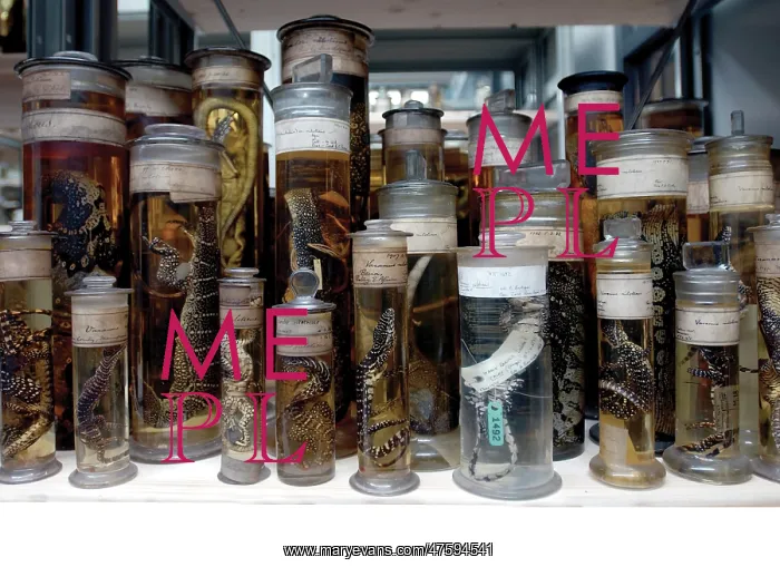 : Reptile specimens in the Darwin Centre : Reptile specimens in the Darwin Centre