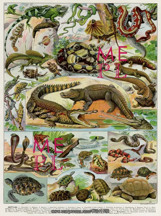 : Reptiles. A wide variety of reptiles including snakes, crocodiles, tortoises, frogs : Reptiles. A wide variety of reptiles including snakes, crocodiles, tortoises, frogs