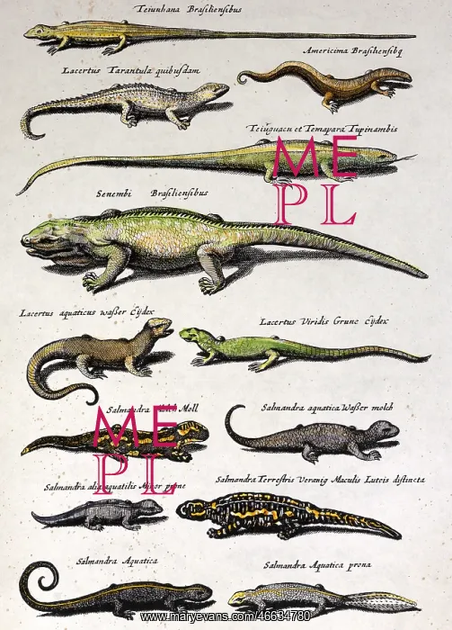 : Reptiles and amphibians : Reptiles and amphibians