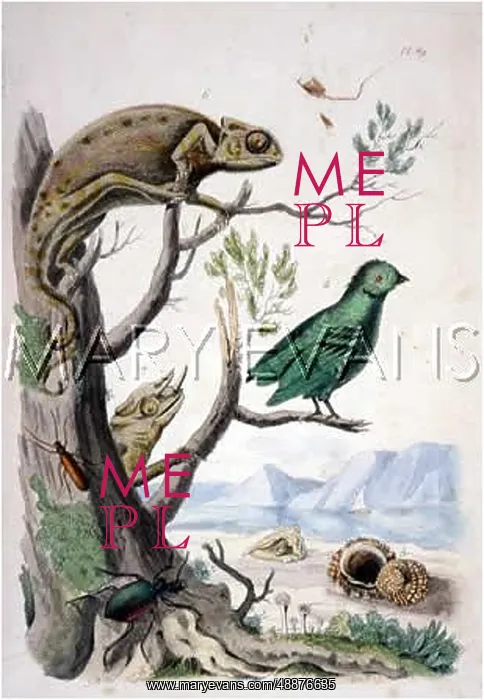  : REPTILES / CHAMELEONS