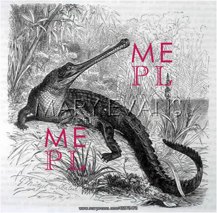  : REPTILES / CROCODILE