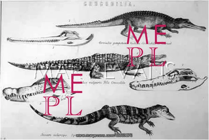 : REPTILES / CROCODILES : REPTILES / CROCODILES