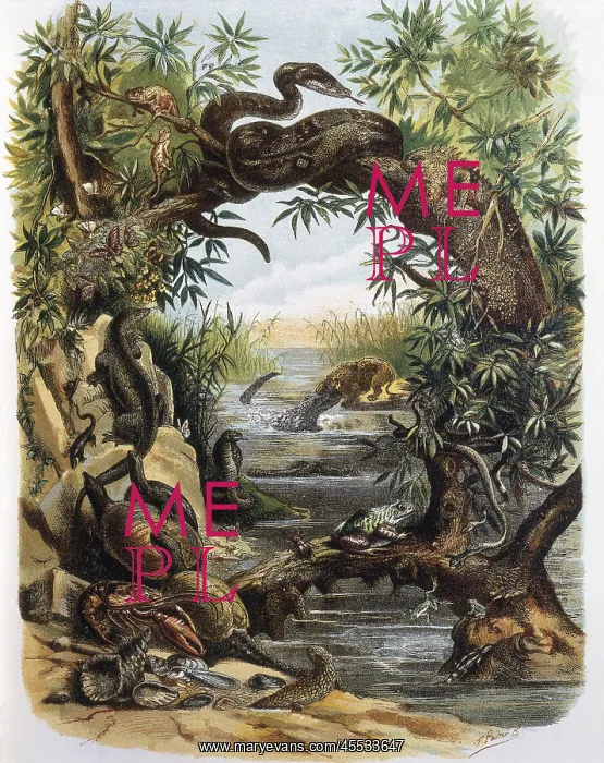 : Reptiles and Crustaceans. Engraving after a drawing : Reptiles and Crustaceans. Engraving after a drawing