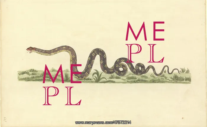 : Reptilia (class), snake : Reptilia (class), snake