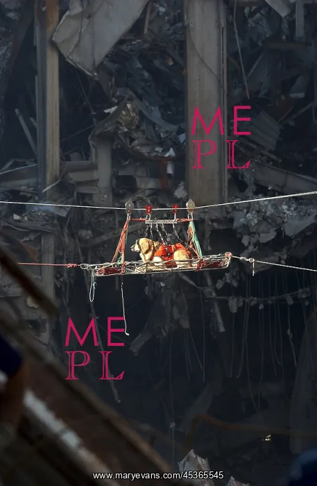 : A rescue dog is transported out of the debris of : A rescue dog is transported out of the debris of