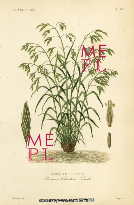 : Rescuegrass or Schrader's bromegrass, Bromus catharticus : Rescuegrass or Schrader's bromegrass, Bromus catharticus