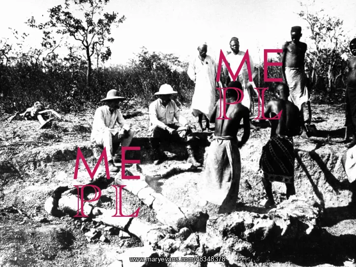 : Research group excavating a dinosaur skeleton, 1908 : Research group excavating a dinosaur skeleton, 1908