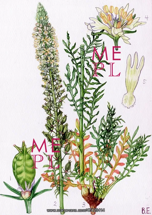  : Reseda alba