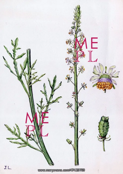  : Reseda lutea