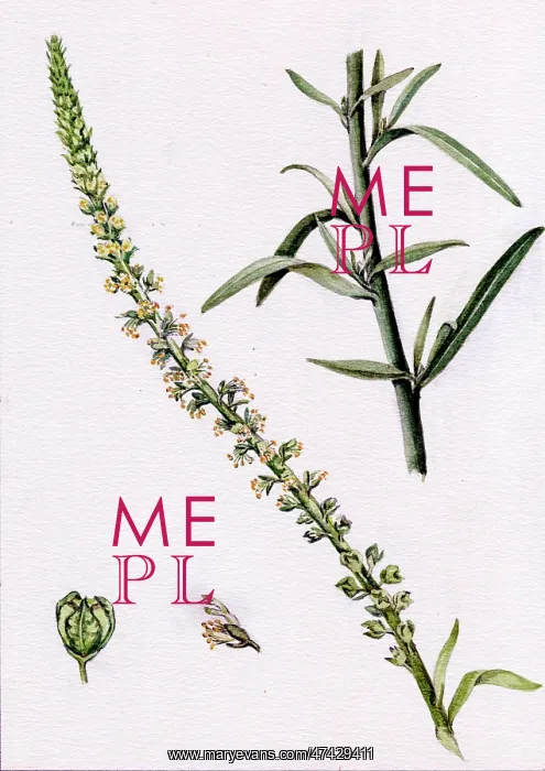  : Reseda luteola