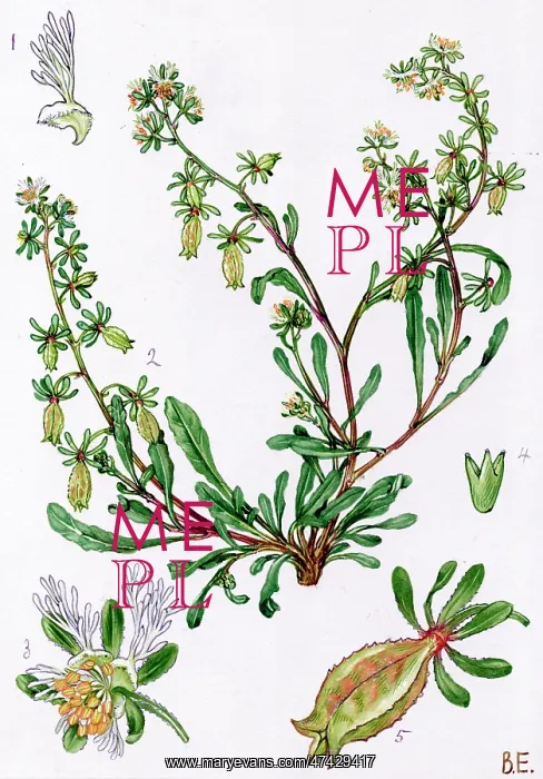  : Reseda phyteuma