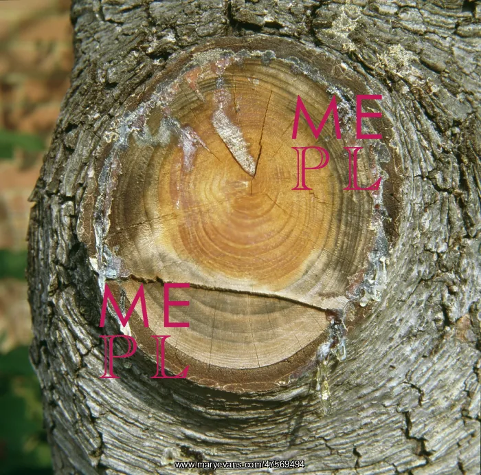: Resin from a cedar tree : Resin from a cedar tree