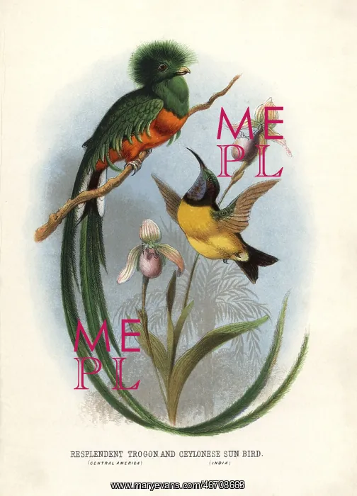 : Resplendent quetzal, Pharomachrus mocinno : Resplendent quetzal, Pharomachrus mocinno