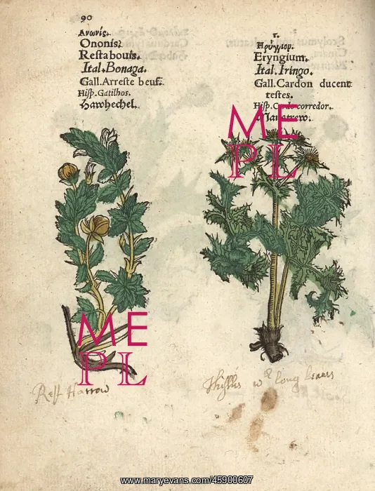 : Rest harrow, Ononis repens, and sea holly, Eryngium species : Rest harrow, Ononis repens, and sea holly, Eryngium species