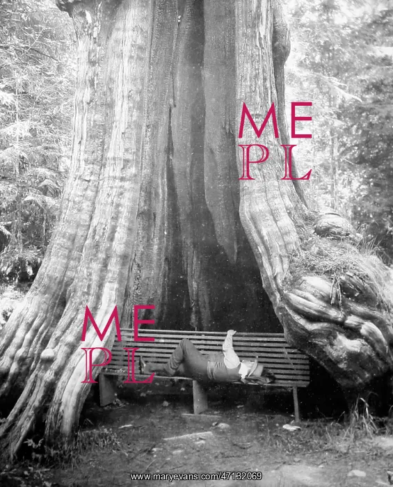  : Resting beneath a cedar tree, Vancouver, Canada, early 1900s