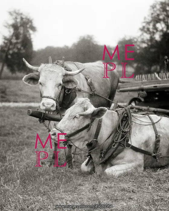 : Two Resting Horned Cattle Harnessed to a Farm : Two Resting Horned Cattle Harnessed to a Farm