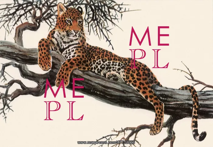  : Resting Leopard