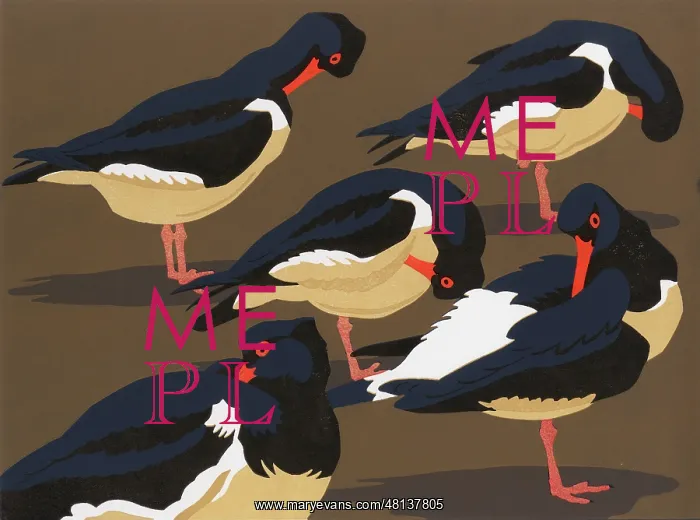 : Resting and preening Oystercatchers : Resting and preening Oystercatchers