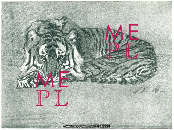 : Resting Tiger : Resting Tiger