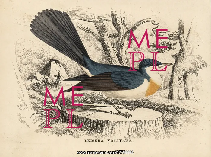 : Restless flycatcher, Myiagra inquieta : Restless flycatcher, Myiagra inquieta