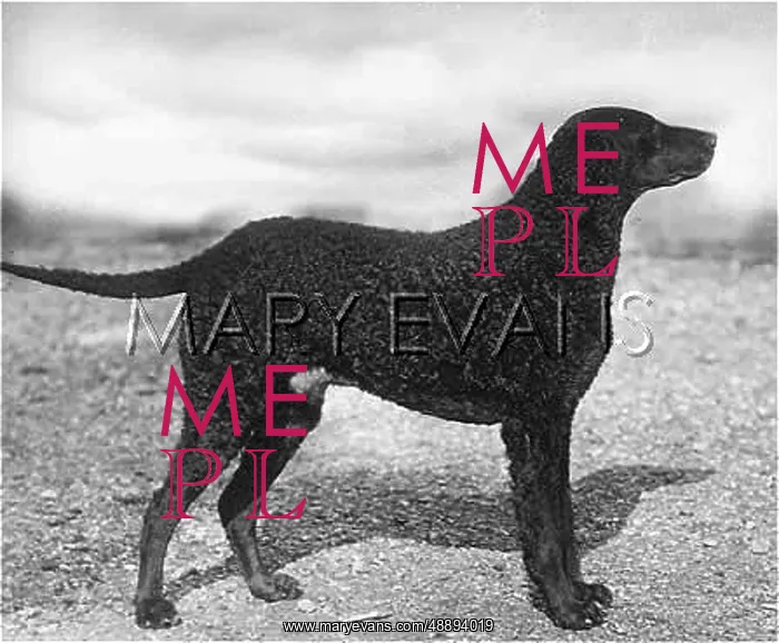  : RETRIEVER / CALGARY