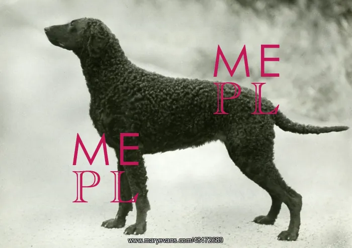  : RETRIEVER / DARELYN DELLAH