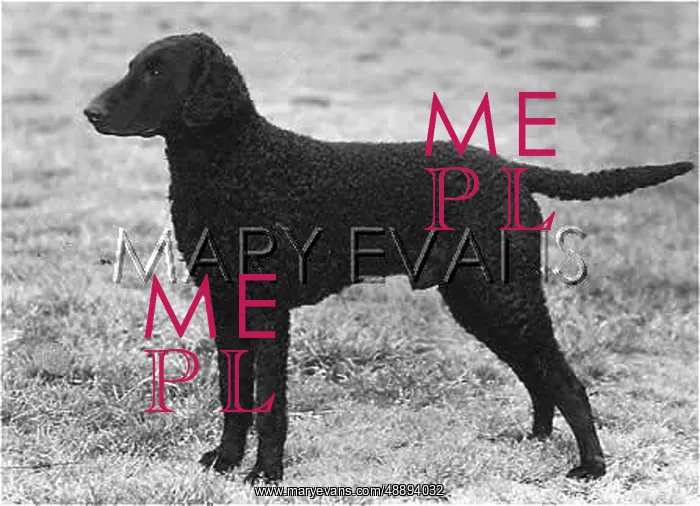 : RETRIEVER / GAY MONACH : RETRIEVER / GAY MONACH