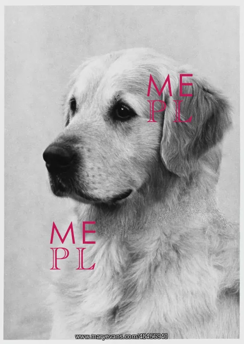  : RETRIEVER / GOLDEN