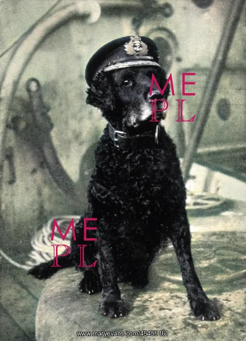  : RETRIEVER IN SAILORS CAP