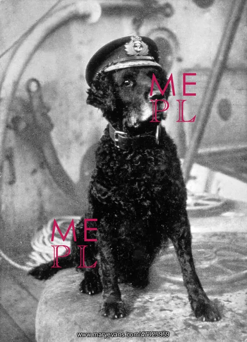  : RETRIEVER IN SAILORS CAP