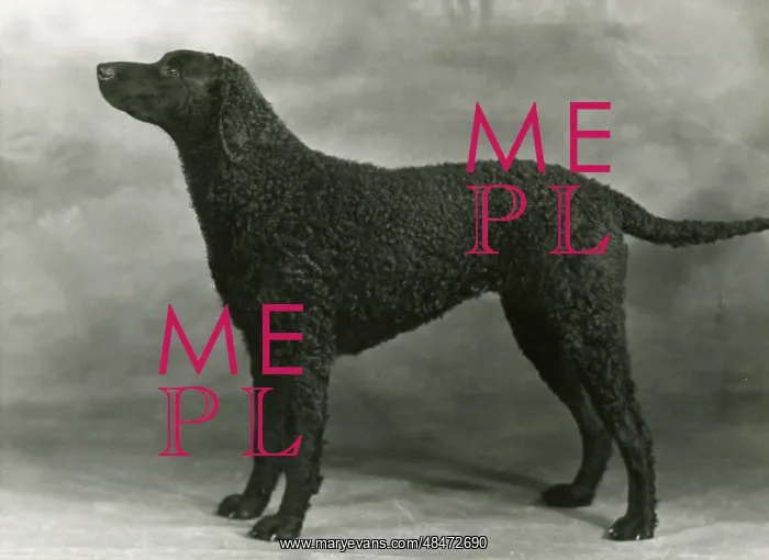  : RETRIEVER / SARONA STELLA