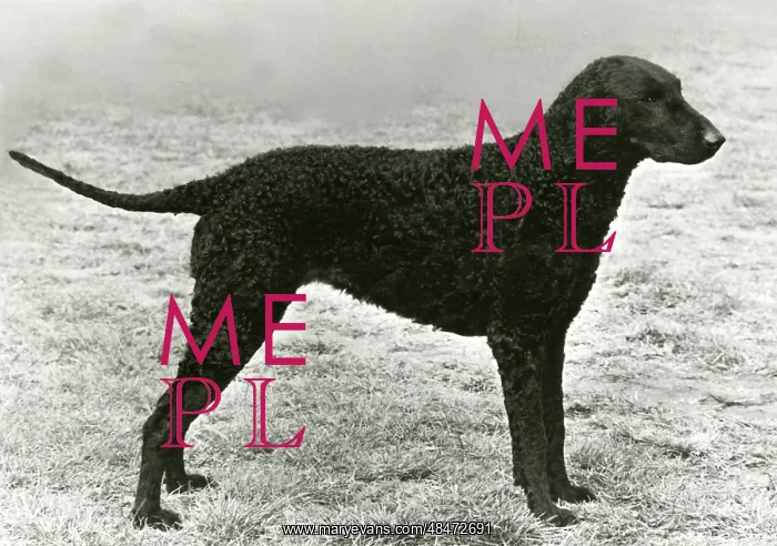  : RETRIEVER / SOLITARE