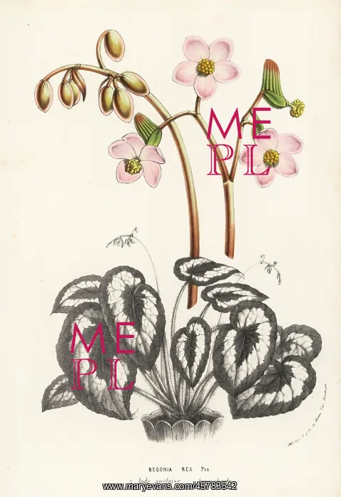 : Rex begonia, Begonia rex : Rex begonia, Begonia rex