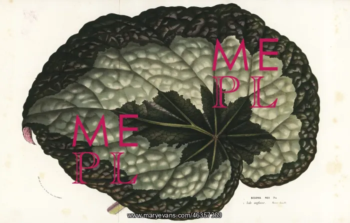 : Rex begonia leaf, Begonia rex : Rex begonia leaf, Begonia rex
