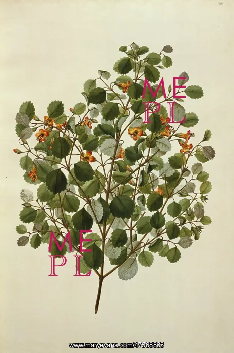 : Rhabdothamnus solandri, matata : Rhabdothamnus solandri, matata