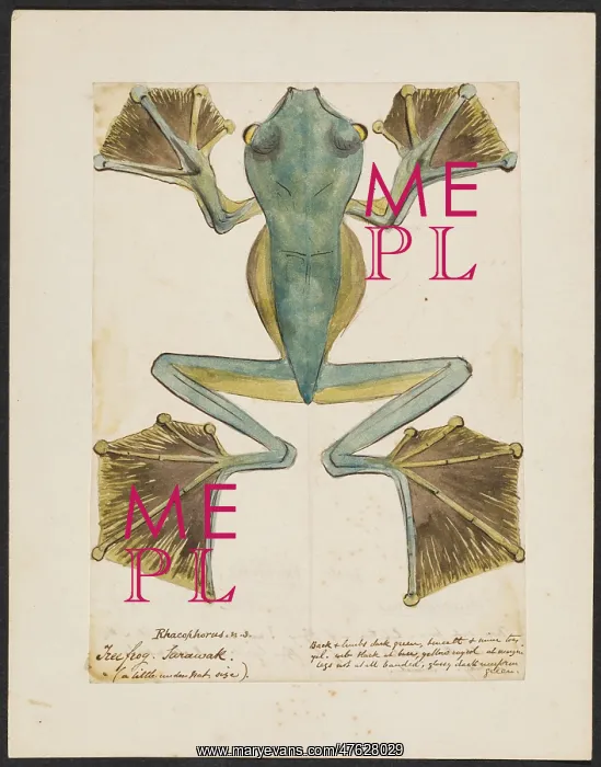 : Rhacophorus, Tree frog : Rhacophorus, Tree frog