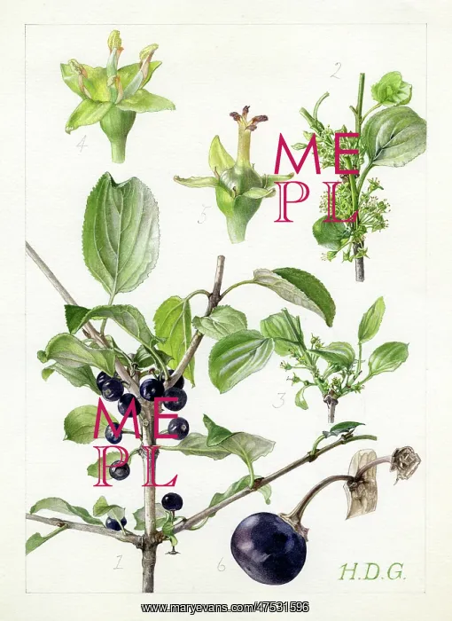: Rhamnus catharticus - buckthorn : Rhamnus catharticus - buckthorn