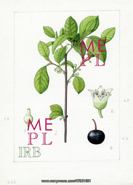 : Rhamnus frangula - alder buckthorn : Rhamnus frangula - alder buckthorn