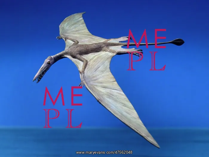: Rhamphorhynchus : Rhamphorhynchus